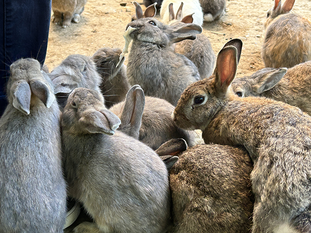 うさぎ