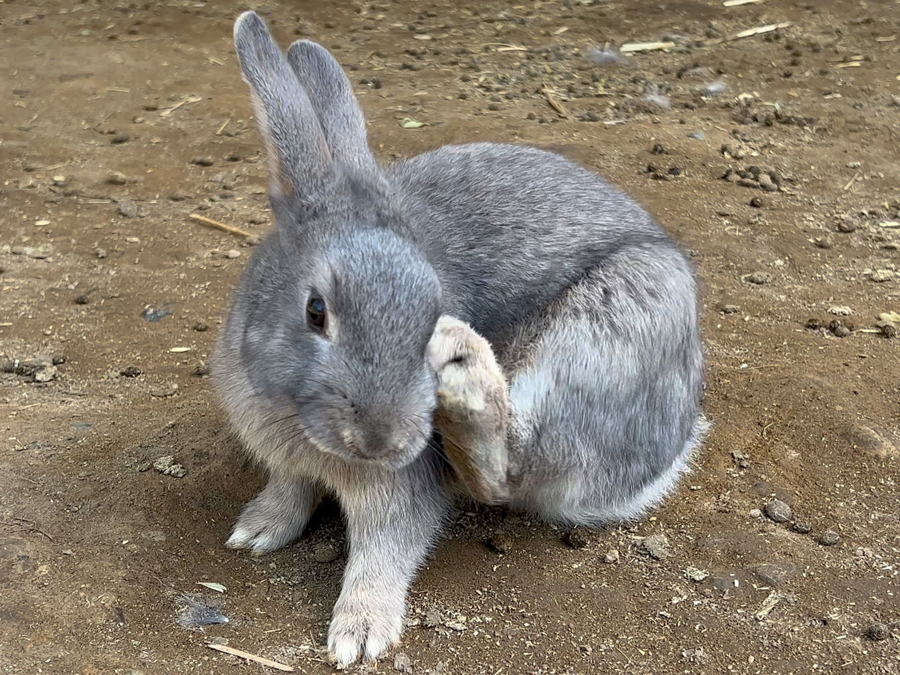 うさぎ