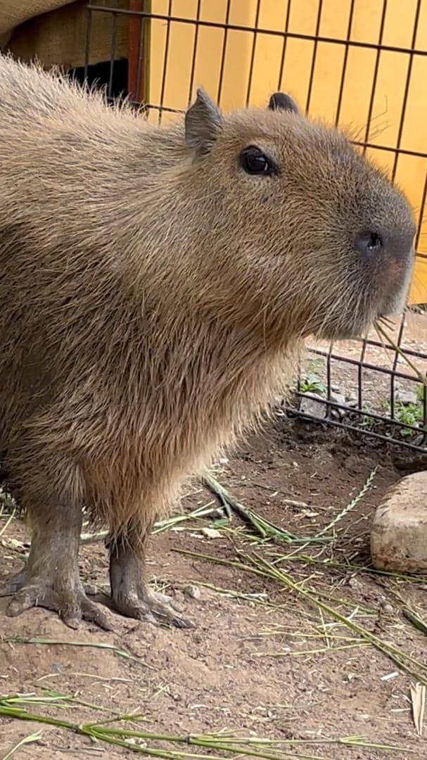 ふれあいどうぶつ縁公式ホームページ：千葉県袖ケ浦市